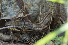 Elaphe quatuorlineata