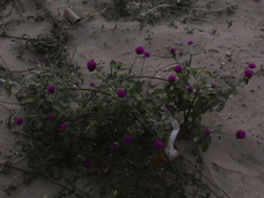Gomphrena globosa