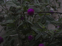 Gomphrena globosa