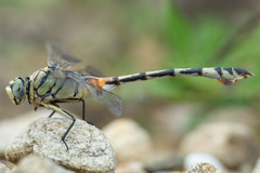 Lindenia tetraphylla