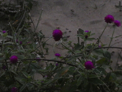 Gomphrena globosa