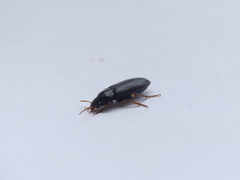 Carabidae