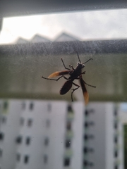 Polistes sagittarius