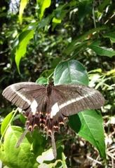 Heraclides hectorides