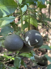 Tabernaemontana ventricosa