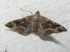 Epyaxa subidaria