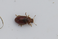 Coccidula rufa