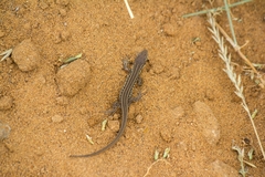 Lacerta agilis exigua