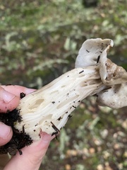 Helvella