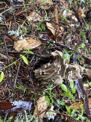 Helvella
