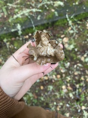 Helvella