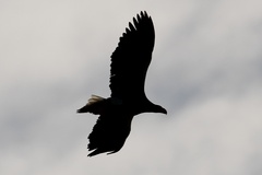 Haliaeetus pelagicus