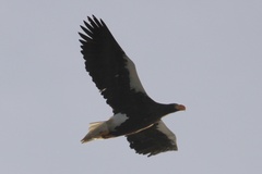 Haliaeetus pelagicus
