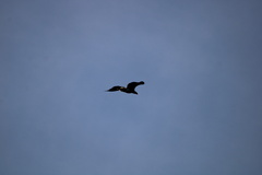 Haliaeetus pelagicus