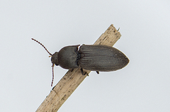 Agriotes obscurus