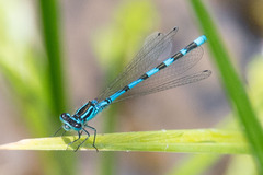 Coenagrion ornatum