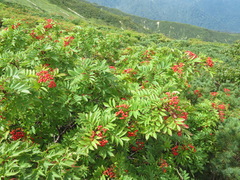 Sorbus sambucifolia