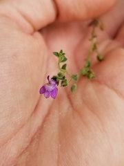 Sairocarpus nuttallianus