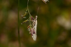 Pleurota aristella