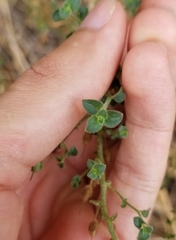 Sairocarpus nuttallianus