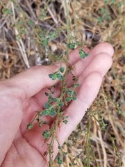 Sairocarpus nuttallianus