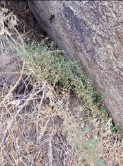 Sairocarpus nuttallianus