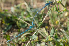 Coenagrion scitulum
