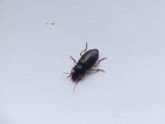 Carabidae