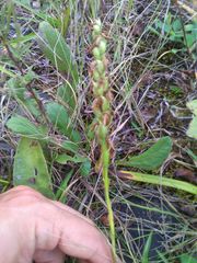 Spiranthes incurva