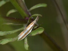 Pleurota aristella