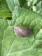Otala lactea