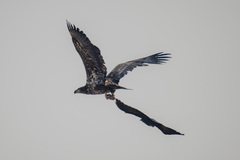 Corvus macrorhynchos