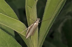 Pleurota aristella