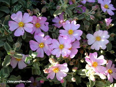 Cistus parviflorus