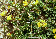 Lotus longisiliquosus