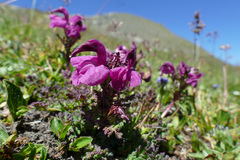 Pedicularis kerneri