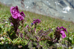 Pedicularis kerneri