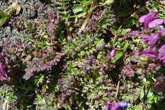 Pedicularis kerneri