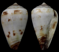 Conus diminutus