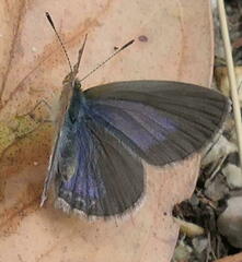 Zizina otis labradus