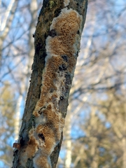 Rigidoporus corticola