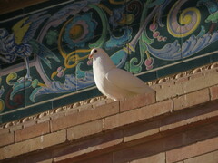 Columba livia domestica