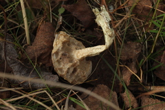 Leccinum schistophilum