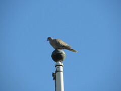 Streptopelia decaocto