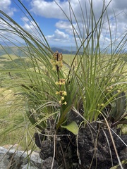 Polystachya mauritiana