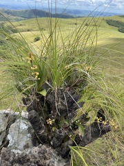 Polystachya mauritiana
