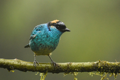 Chalcothraupis ruficervix