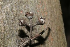 Eucalyptus seeana