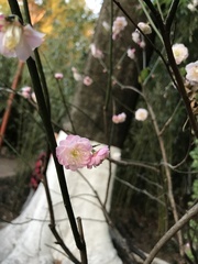 Prunus mume