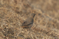 Turdus naumanni